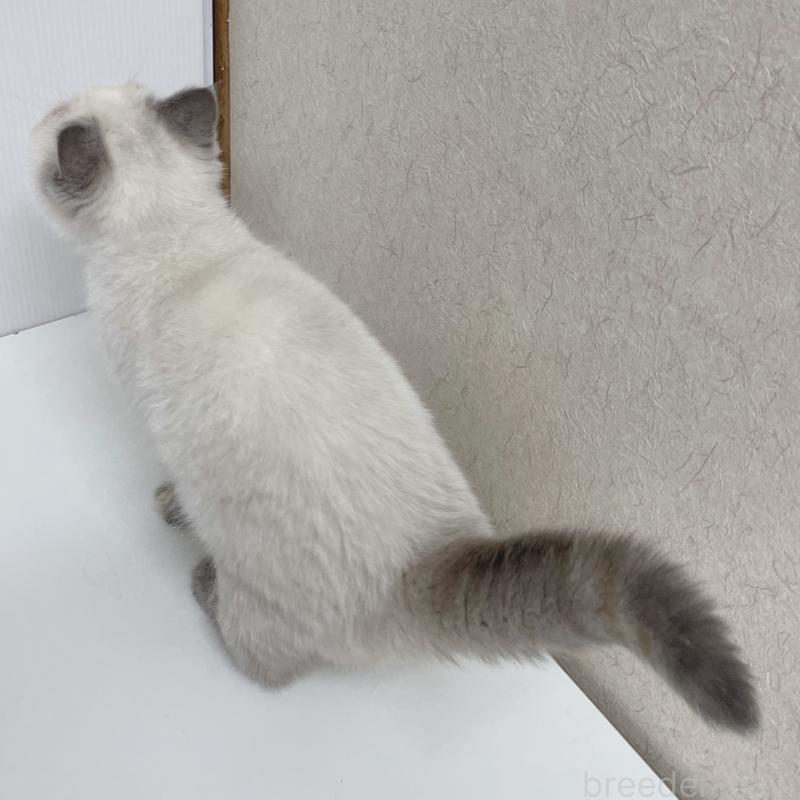 販売中の東京都のエキゾチックショートヘア-130886の5枚目