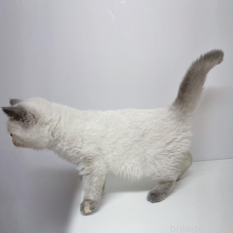 販売中の東京都のエキゾチックショートヘア-130886の3枚目