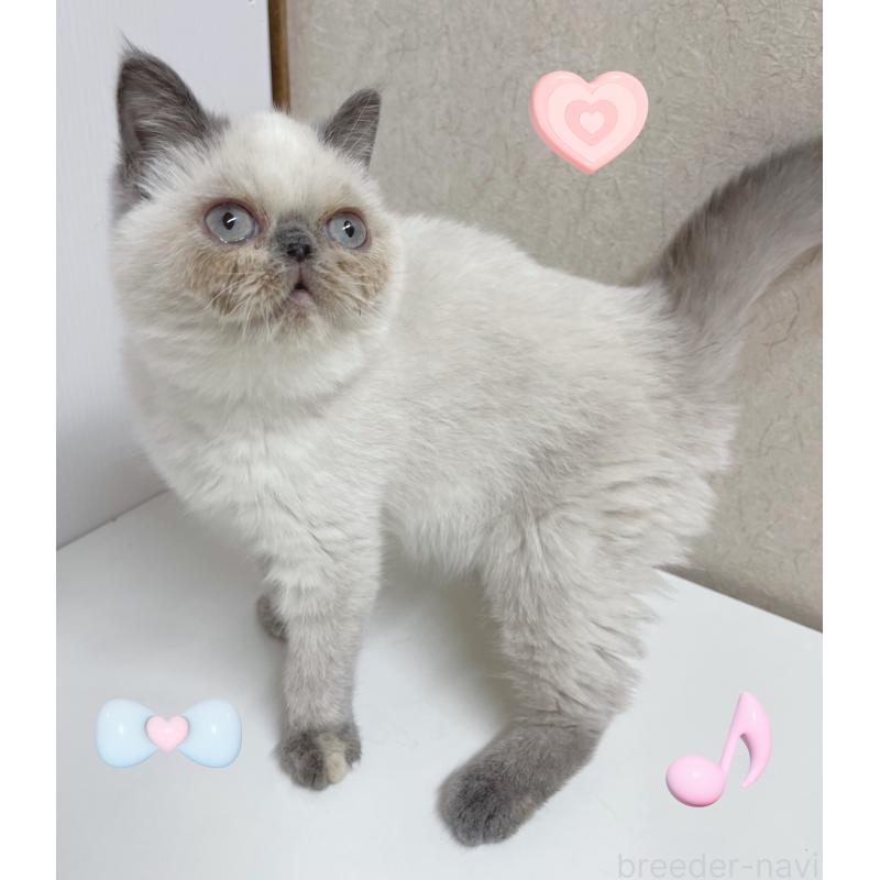 販売中の東京都のエキゾチックショートヘア-130886の2枚目