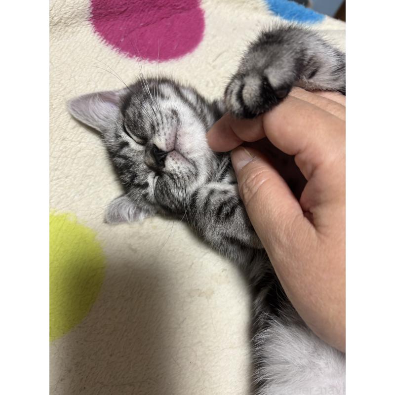 販売中の千葉県のアメリカンショートヘア-132859の2枚目