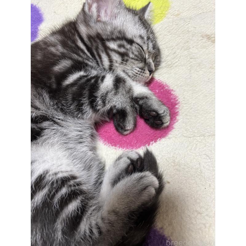 成約済の千葉県のアメリカンショートヘア-129735の2枚目