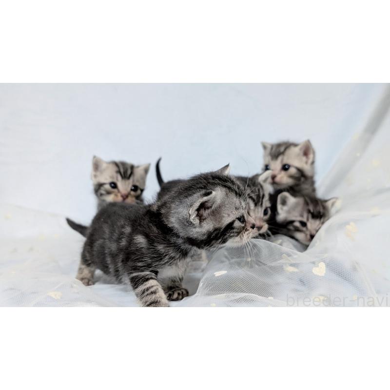 販売中の宮城県のアメリカンショートヘア-135271の5枚目