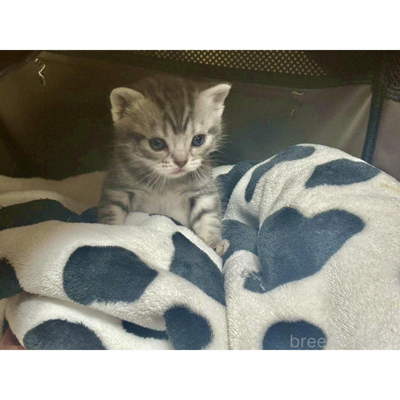 販売中の宮崎県のスコティッシュフォールド-134606