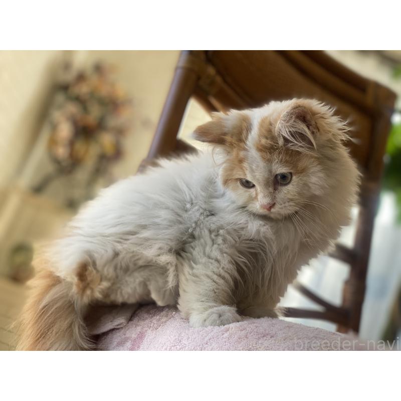 販売中の埼玉県のサイベリアン-135272の3枚目