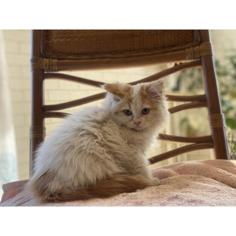 販売中の埼玉県のサイベリアン-135272の2枚目