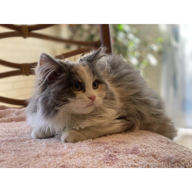 販売中の埼玉県のサイベリアン-135273の4枚目