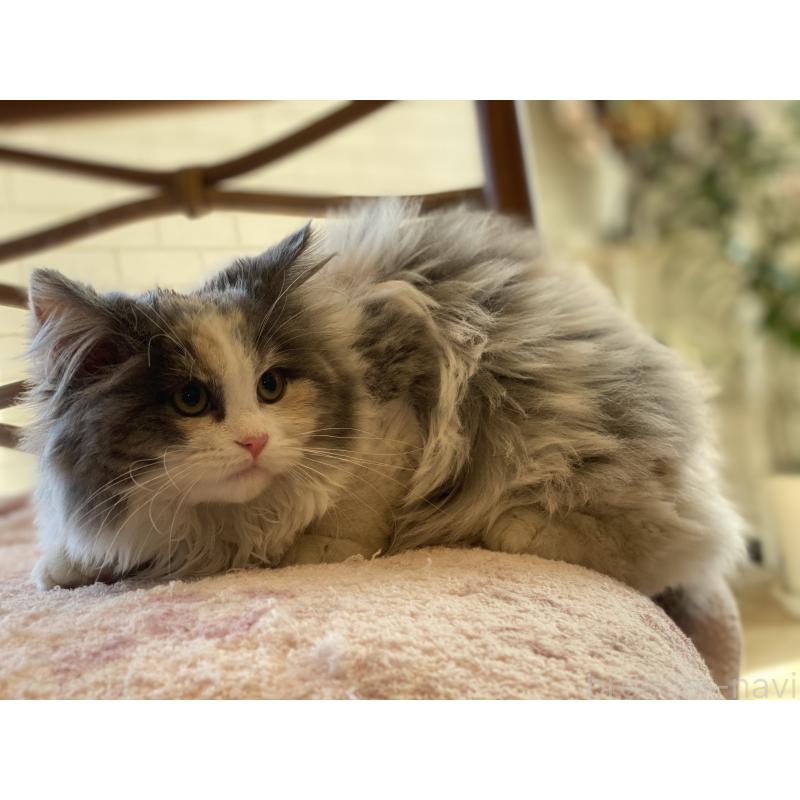 販売中の埼玉県のサイベリアン-135273の3枚目