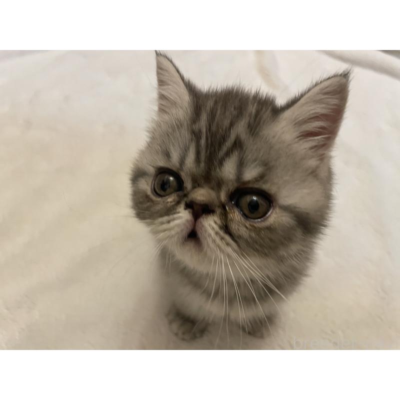 販売中の京都府のエキゾチックショートヘア-135227の13枚目