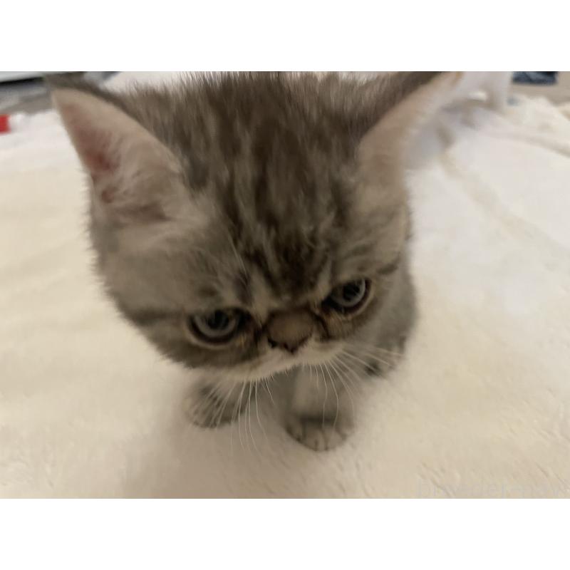 販売中の京都府のエキゾチックショートヘア-135227の12枚目