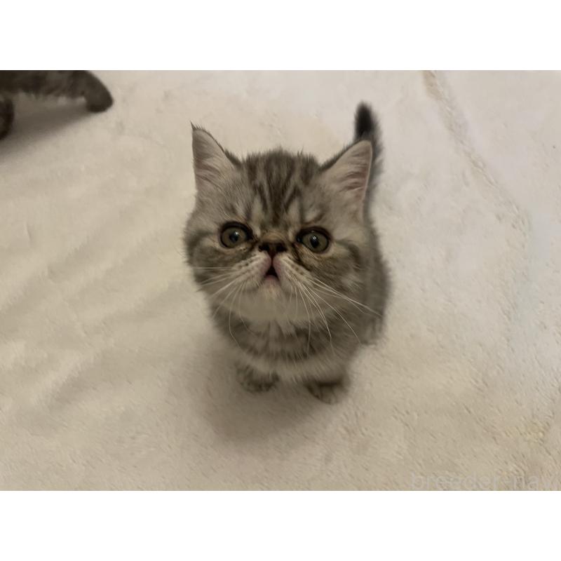 販売中の京都府のエキゾチックショートヘア-135227の11枚目