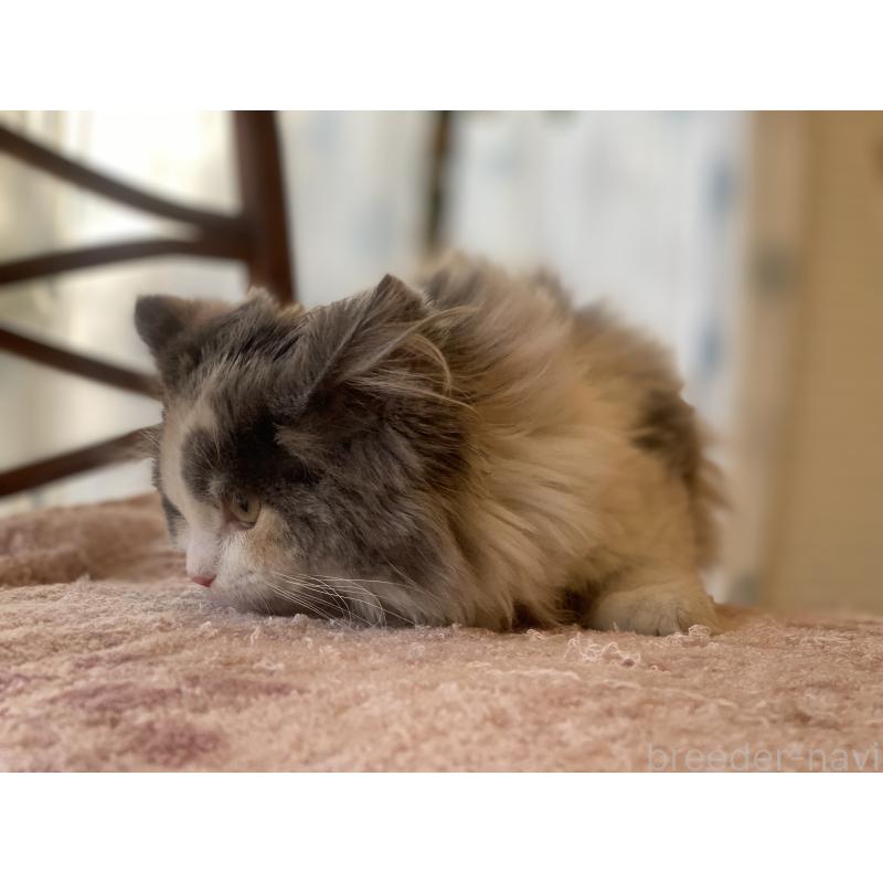 販売中の埼玉県のサイベリアン-135273の2枚目