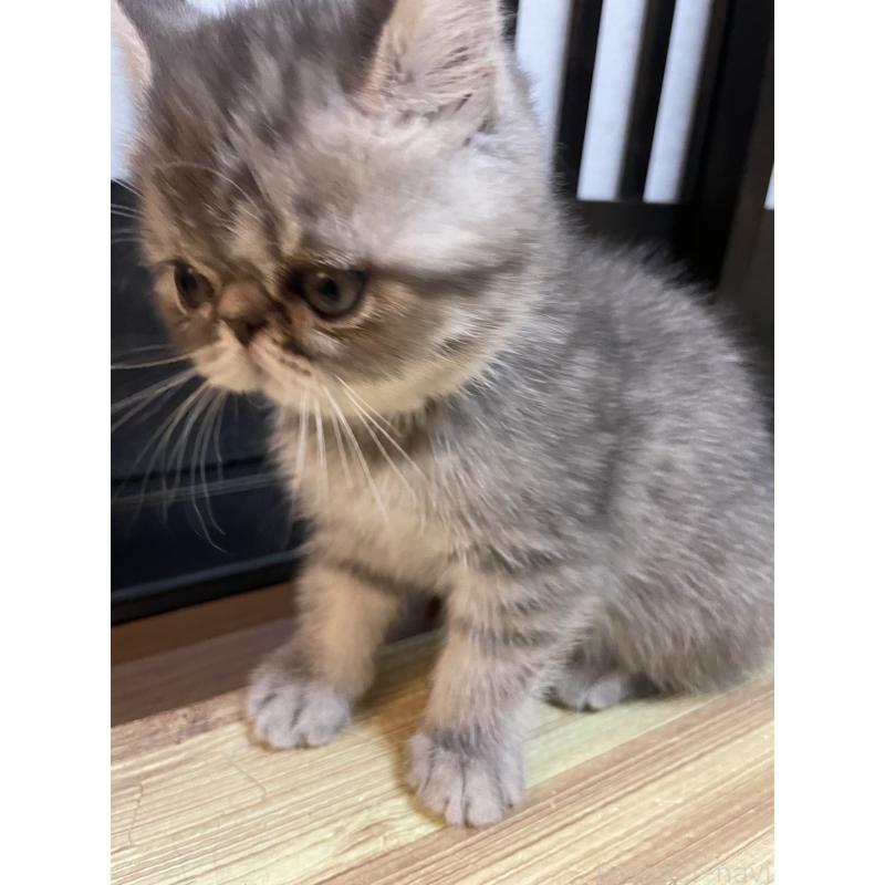 販売中の京都府のエキゾチックショートヘア-135227の10枚目