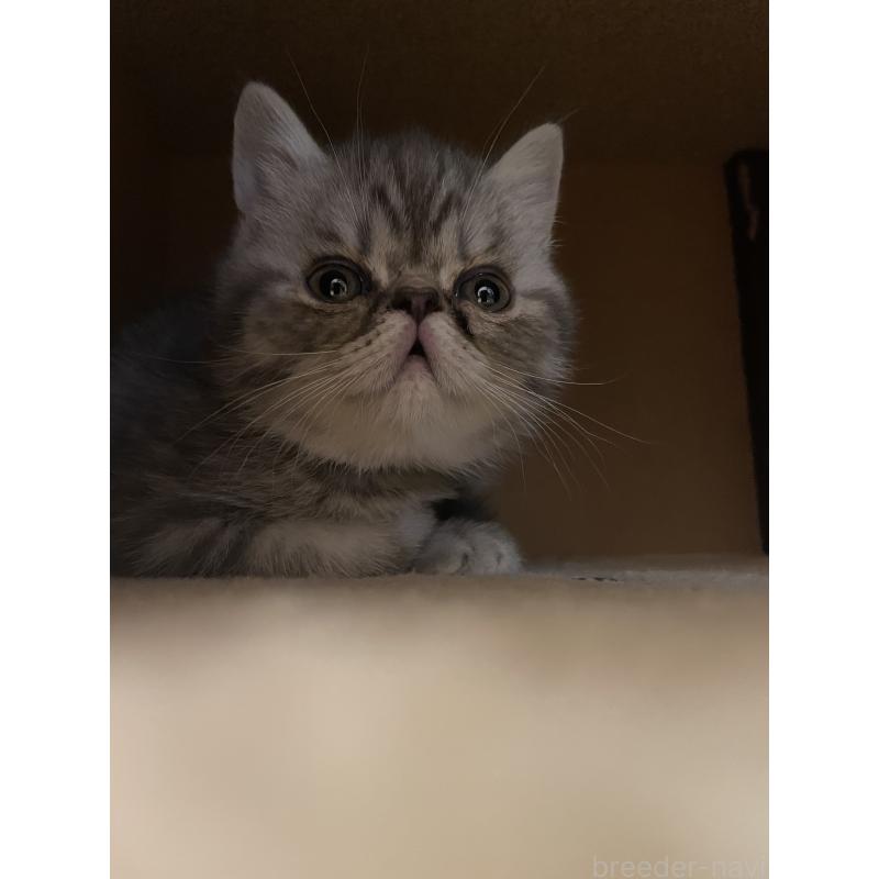 販売中の京都府のエキゾチックショートヘア-135227の9枚目