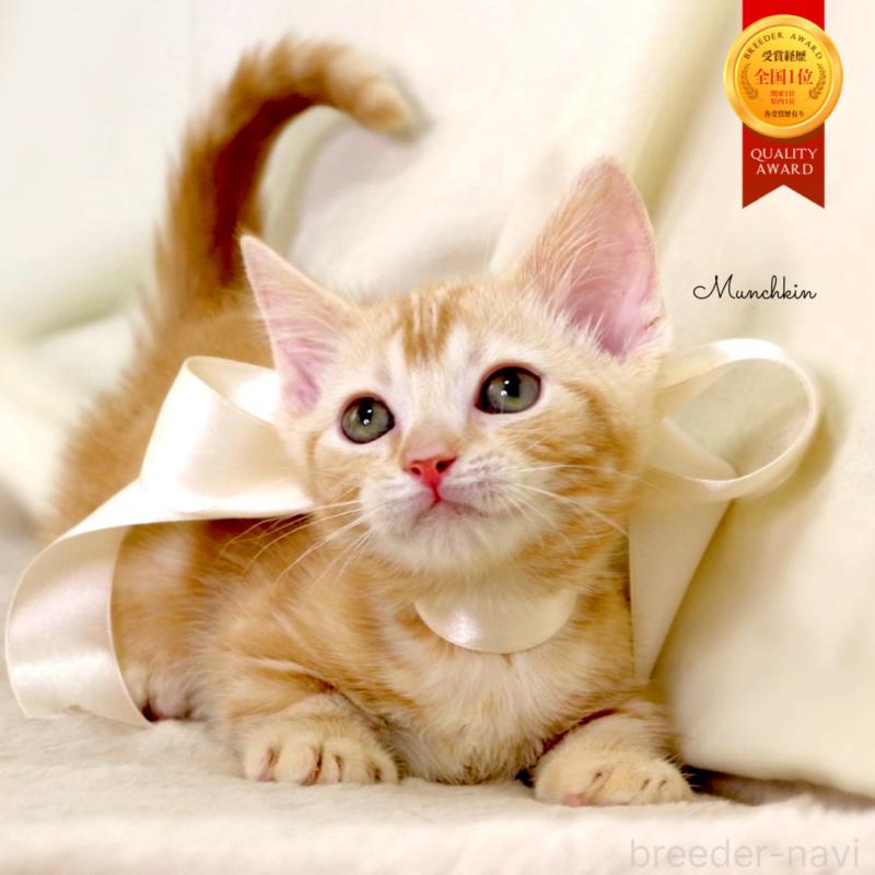 販売中の栃木県のマンチカン(短足)-132976の1枚目