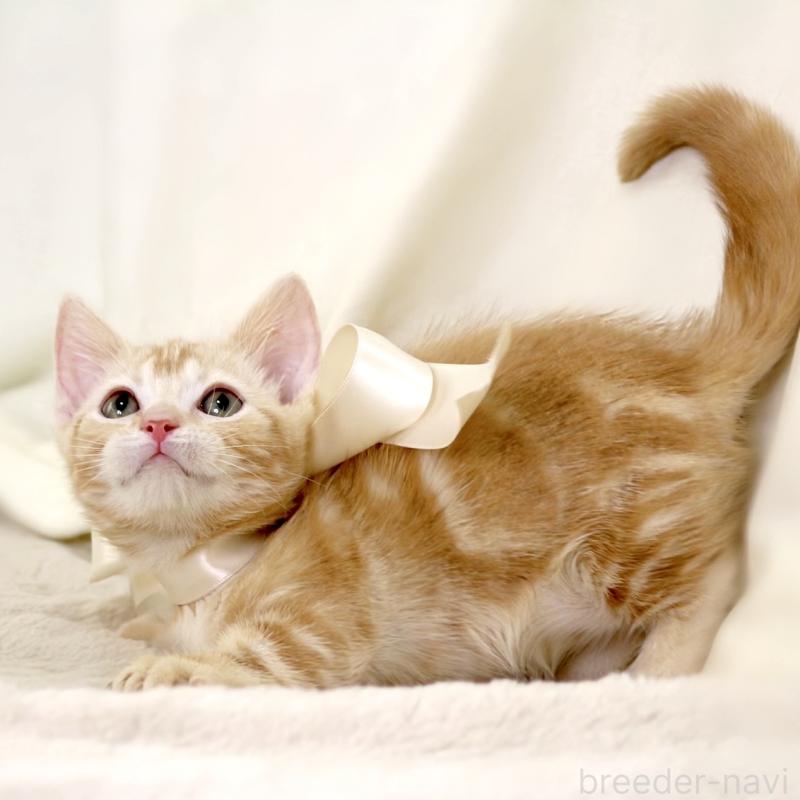 販売中の栃木県のマンチカン(短足)-132976の10枚目