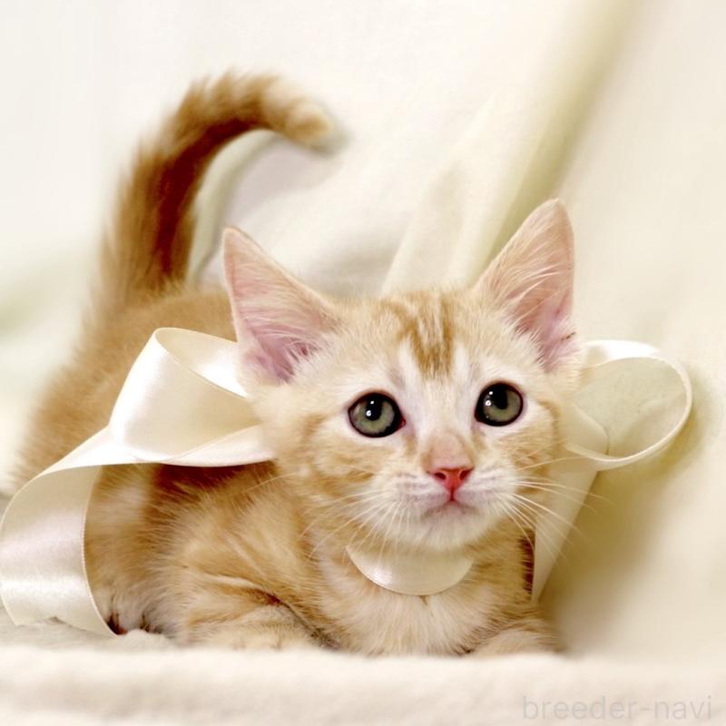 販売中の栃木県のマンチカン(短足)-132976の9枚目