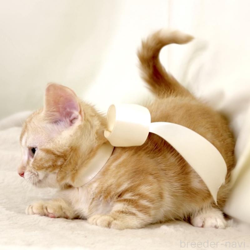 販売中の栃木県のマンチカン(短足)-132976の8枚目