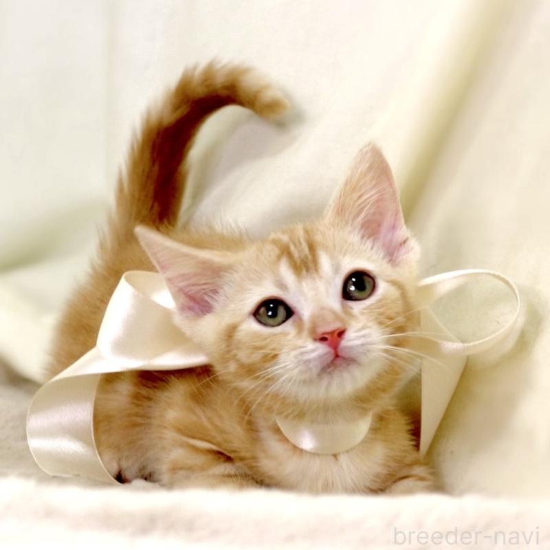 販売中の栃木県のマンチカン(短足)-132976の7枚目