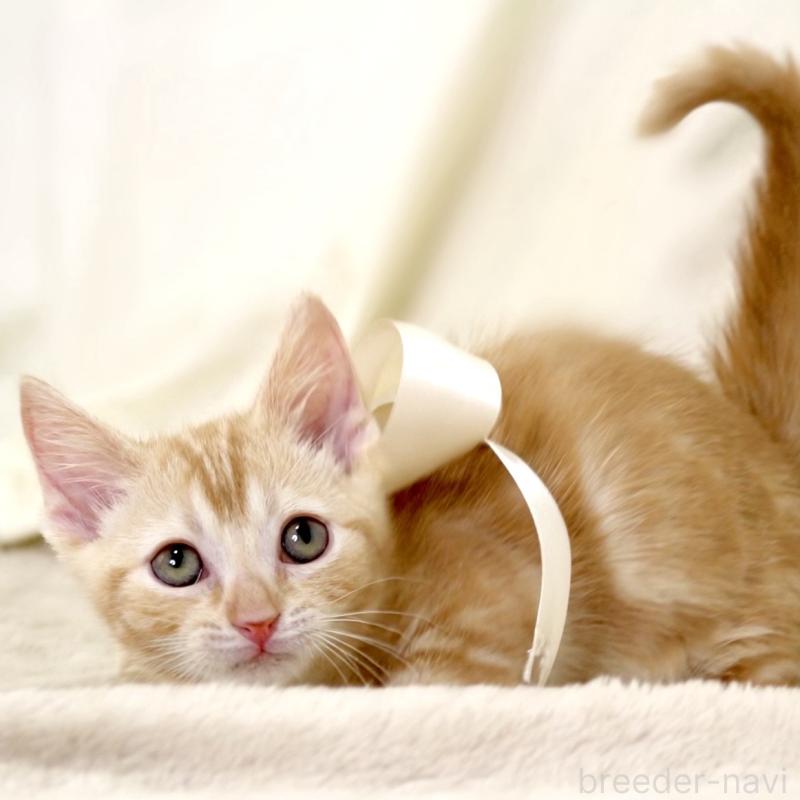 販売中の栃木県のマンチカン(短足)-132976の5枚目