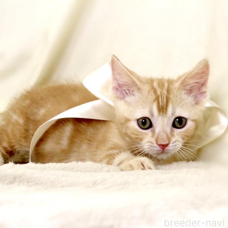 販売中の栃木県のマンチカン(短足)-132976の4枚目