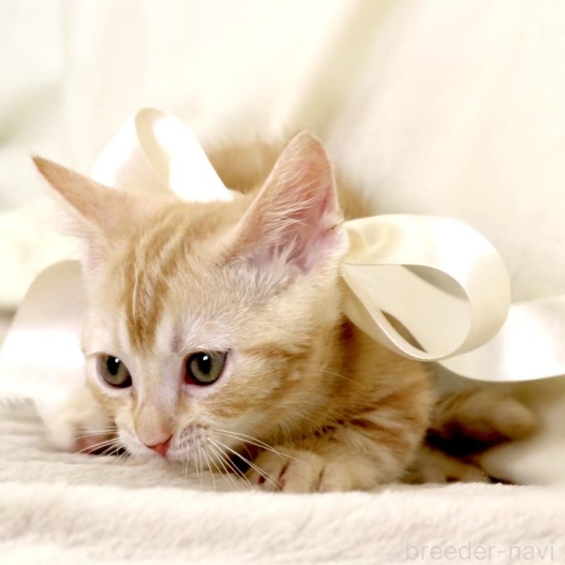 販売中の栃木県のマンチカン(短足)-132976の3枚目