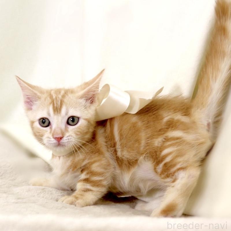 販売中の栃木県のマンチカン(短足)-132976の2枚目