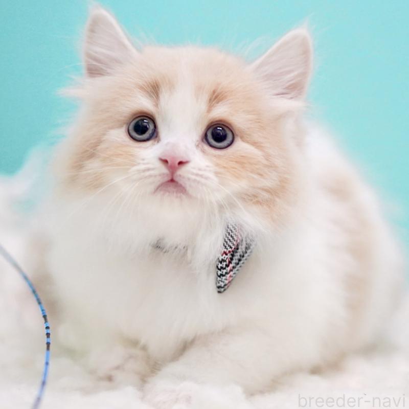 販売中の東京都のサイベリアン-133718