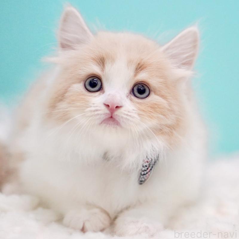 商談中の東京都のサイベリアン-133718の15枚目