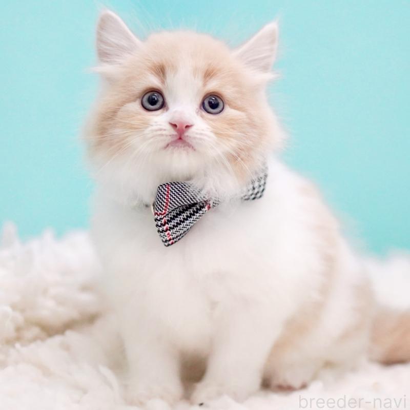 商談中の東京都のサイベリアン-133718の14枚目