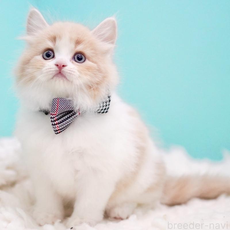 商談中の東京都のサイベリアン-133718の12枚目