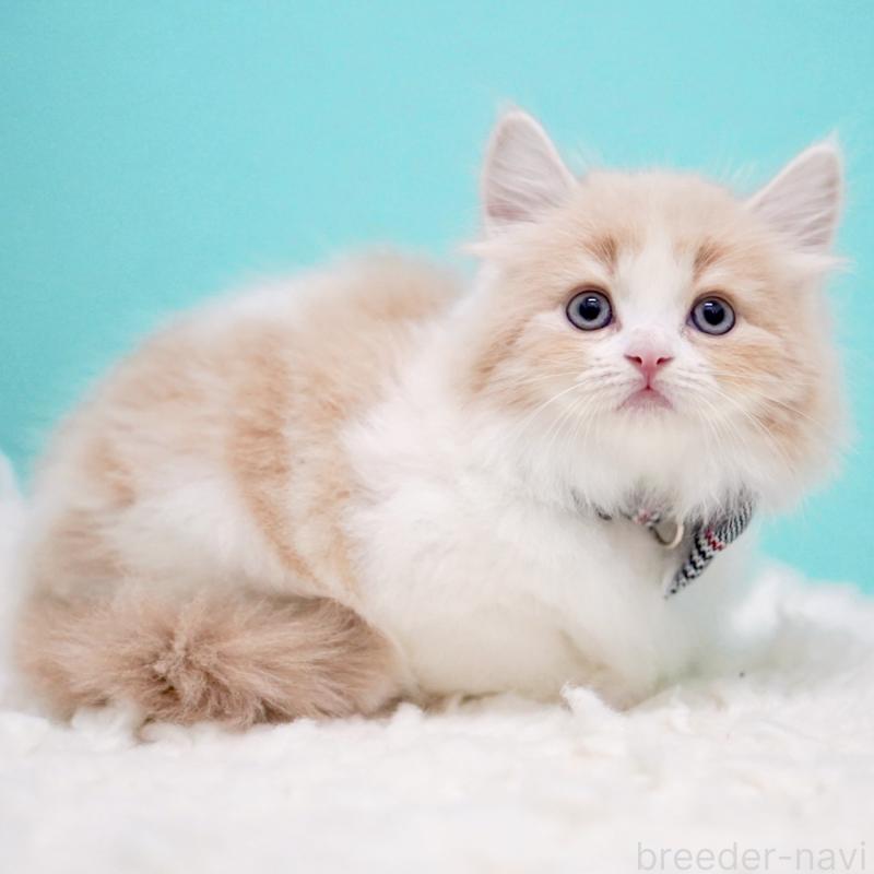 商談中の東京都のサイベリアン-133718の11枚目