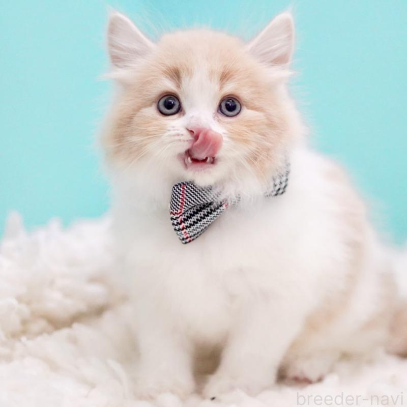 商談中の東京都のサイベリアン-133718の10枚目