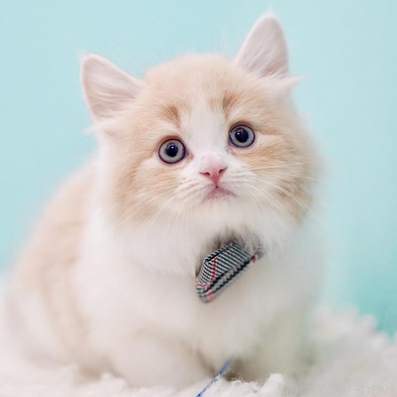 商談中の東京都のサイベリアン-133718の9枚目