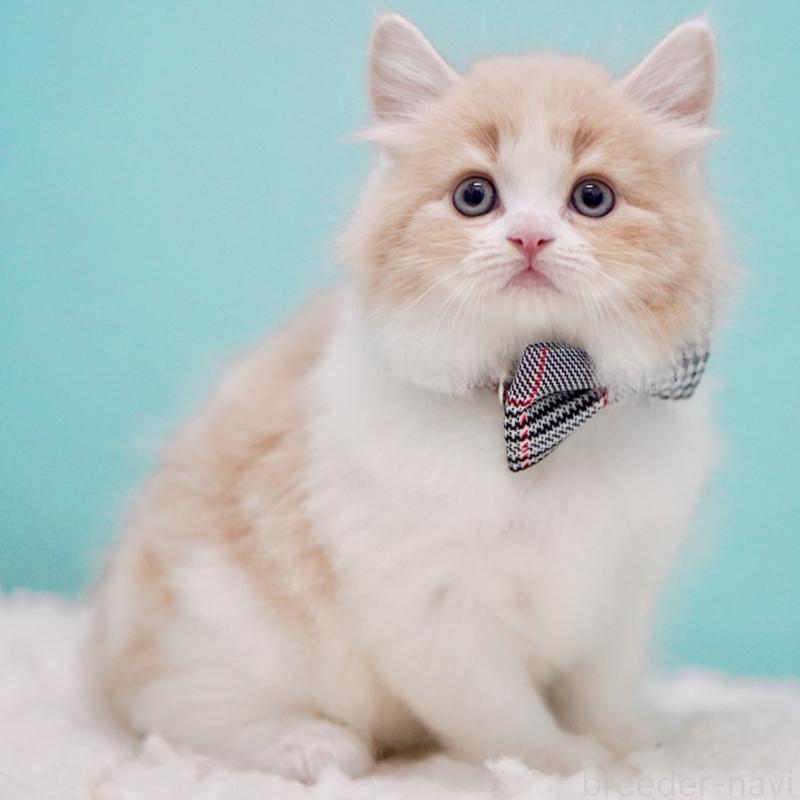 商談中の東京都のサイベリアン-133718の8枚目