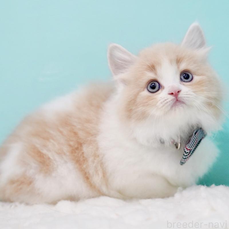 商談中の東京都のサイベリアン-133718の6枚目