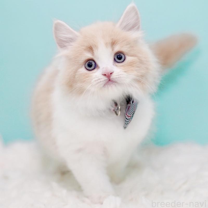 商談中の東京都のサイベリアン-133718の4枚目