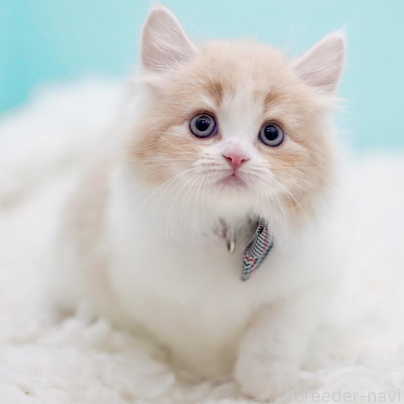 商談中の東京都のサイベリアン-133718の3枚目