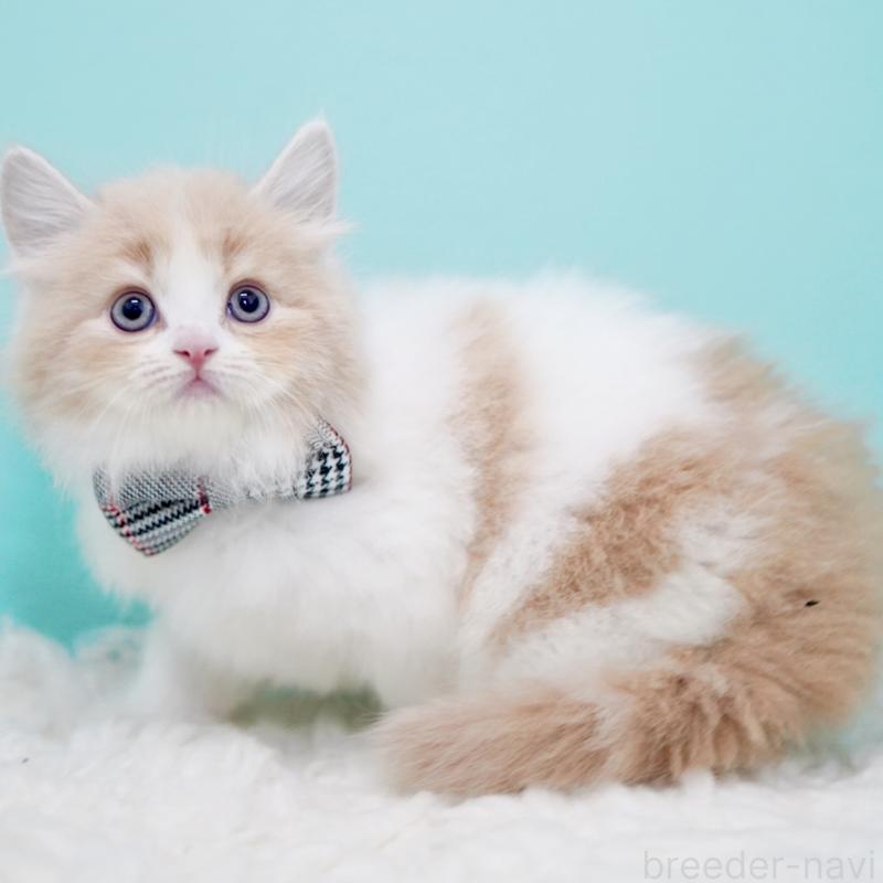 商談中の東京都のサイベリアン-133718の2枚目