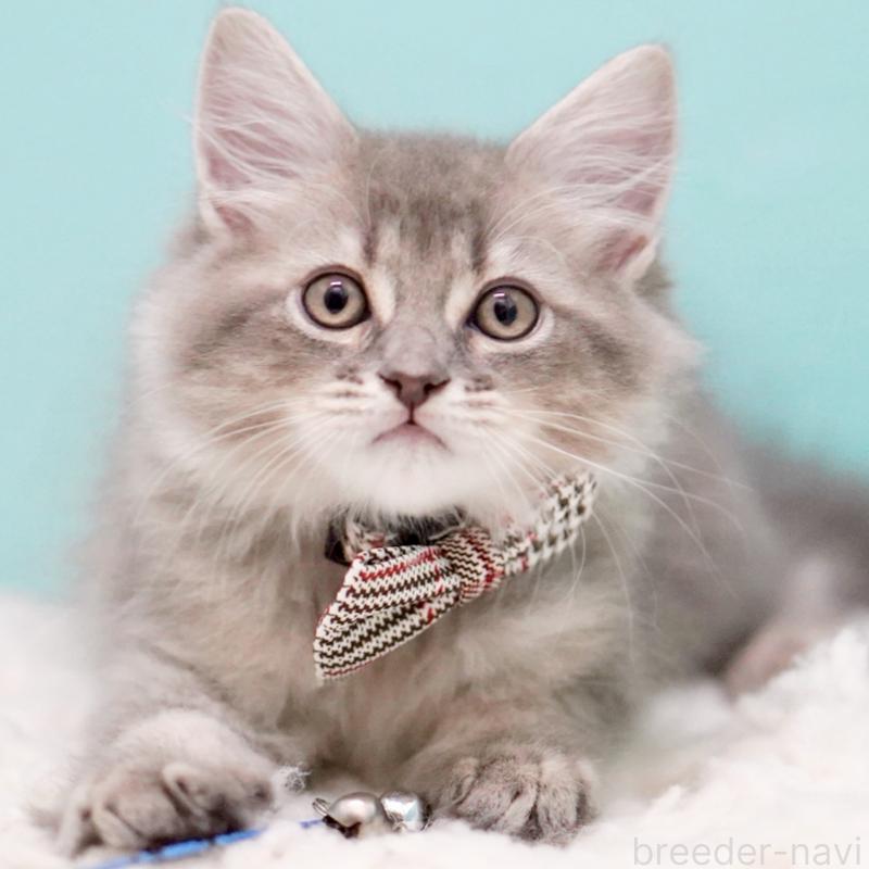 販売中の東京都のサイベリアン-133314の1枚目