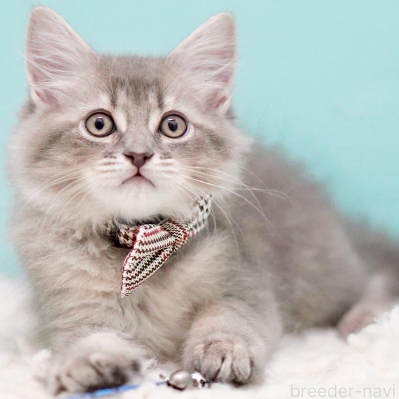 販売中の東京都のサイベリアン-133314の15枚目