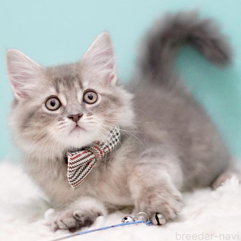 販売中の東京都のサイベリアン-133314の13枚目