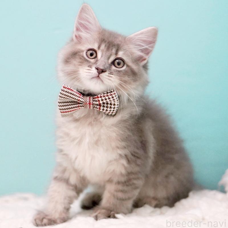 販売中の東京都のサイベリアン-133314の12枚目