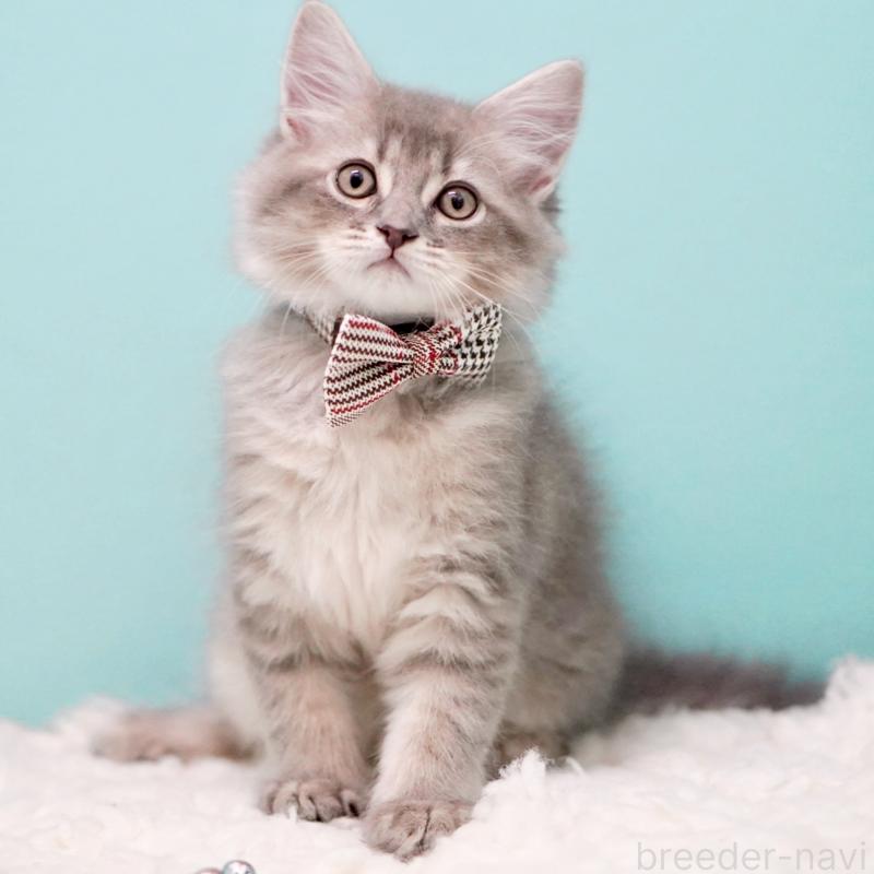 販売中の東京都のサイベリアン-133314の10枚目