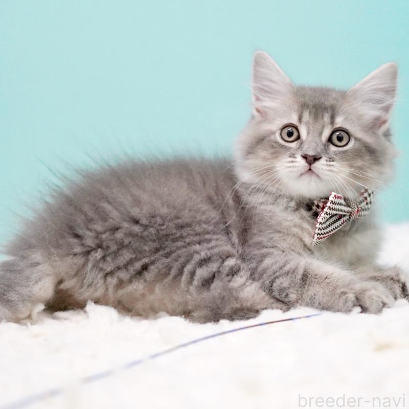 販売中の東京都のサイベリアン-133314の9枚目