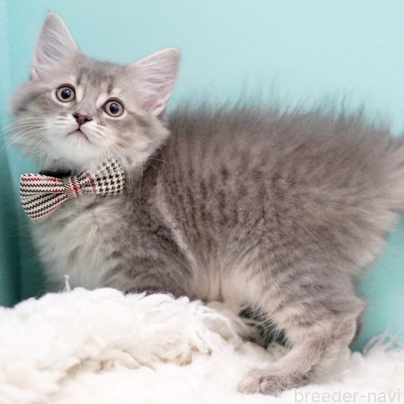 販売中の東京都のサイベリアン-133314の8枚目