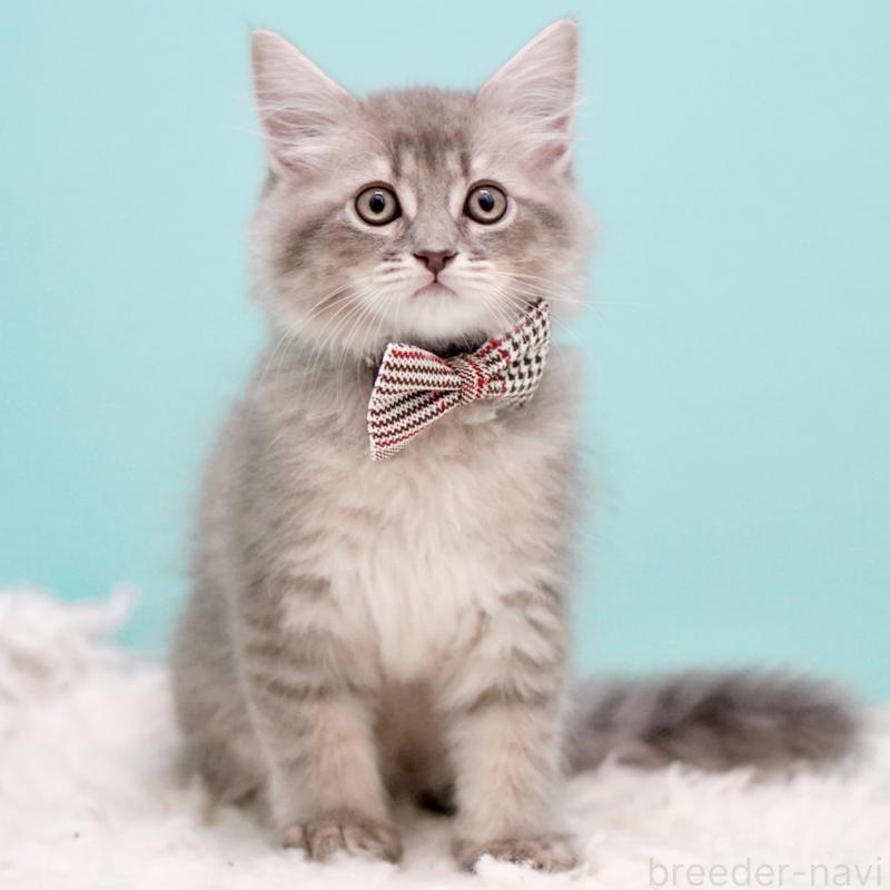 販売中の東京都のサイベリアン-133314の7枚目