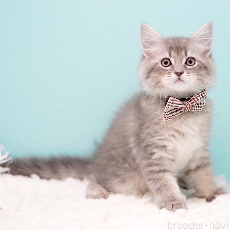 販売中の東京都のサイベリアン-133314の6枚目