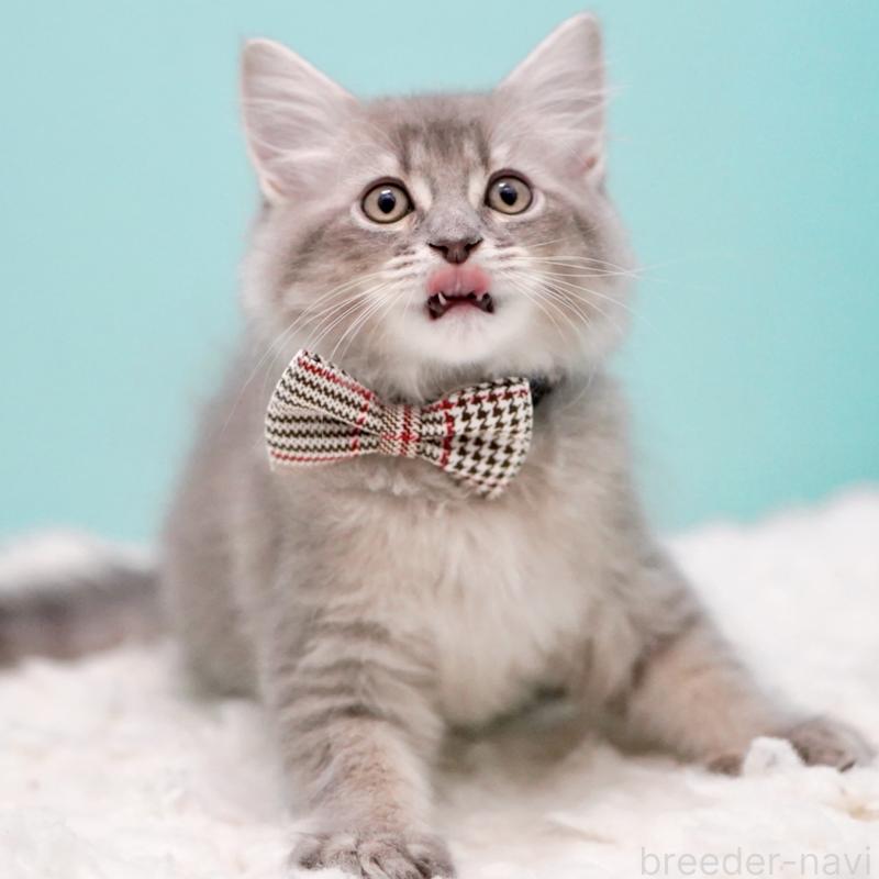 販売中の東京都のサイベリアン-133314の5枚目