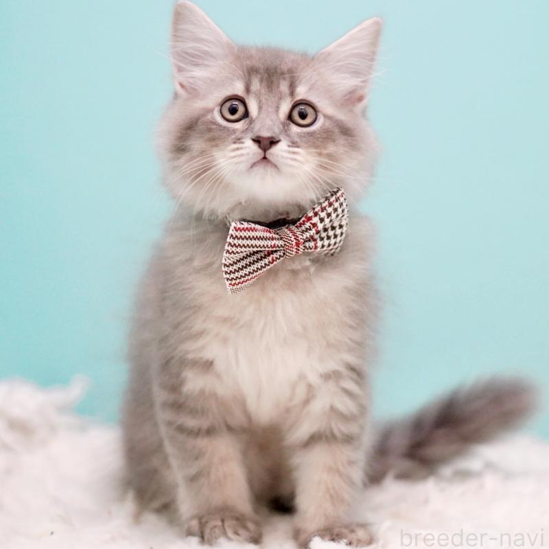 販売中の東京都のサイベリアン-133314の3枚目