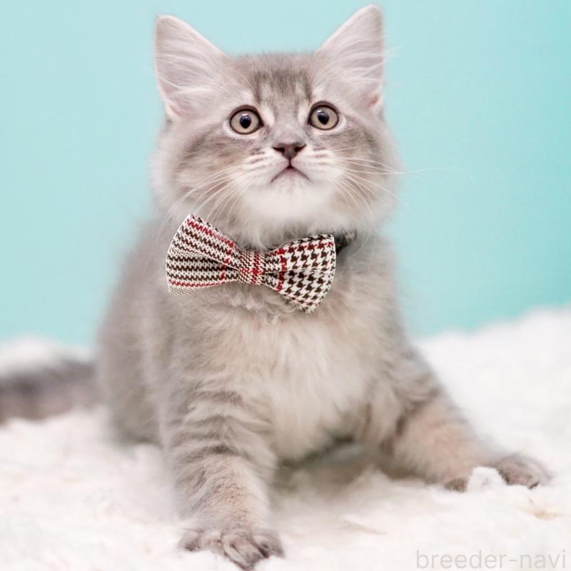 販売中の東京都のサイベリアン-133314の2枚目